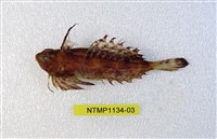 藏品(指鰭(魚銜))的圖片